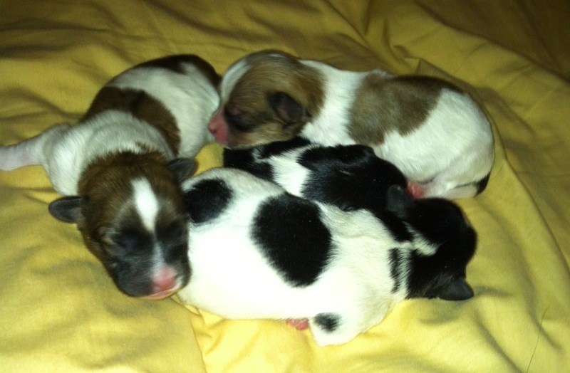 Oldfield Hobby Breeding: Papillon Puppies For Sale LICENSE # 183