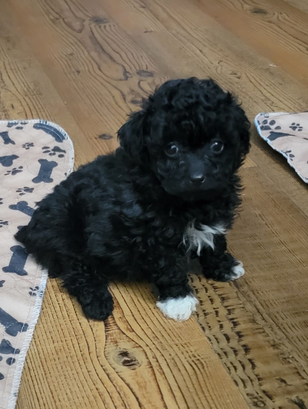 Oldfield Hobby Breeding: Toy Poodle Puppies For Sale #183